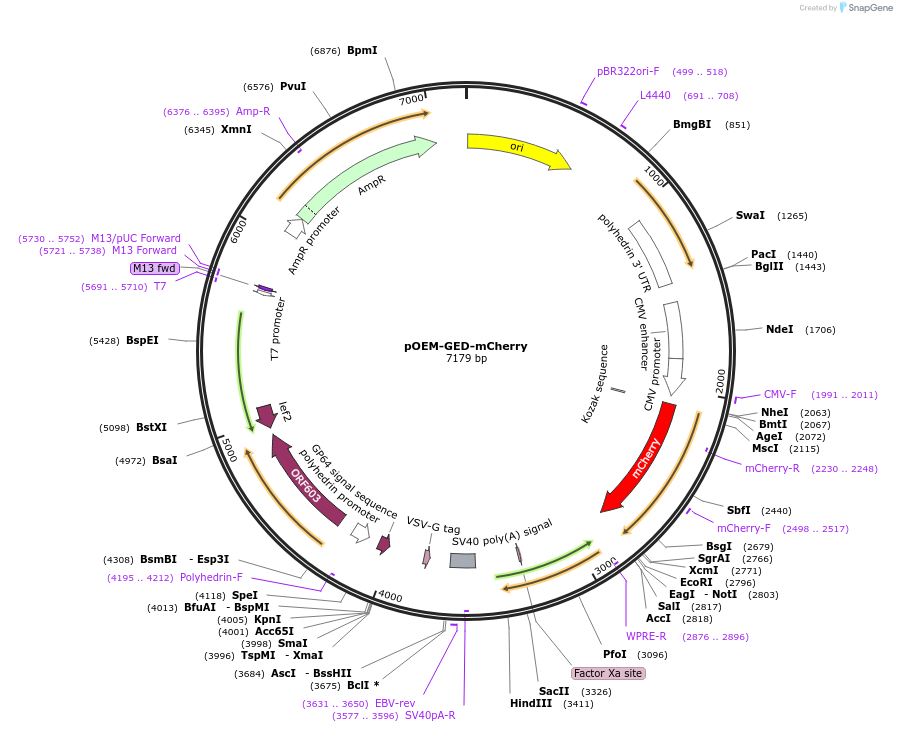 102781-plasmid-map-sequence-id-200199