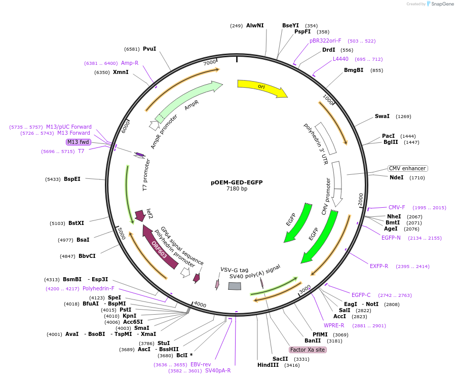 102782-plasmid-map-sequence-id-200200