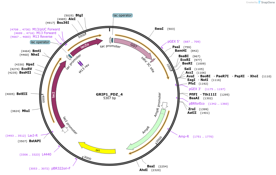 103934-plasmid-map-sequence-id-200224
