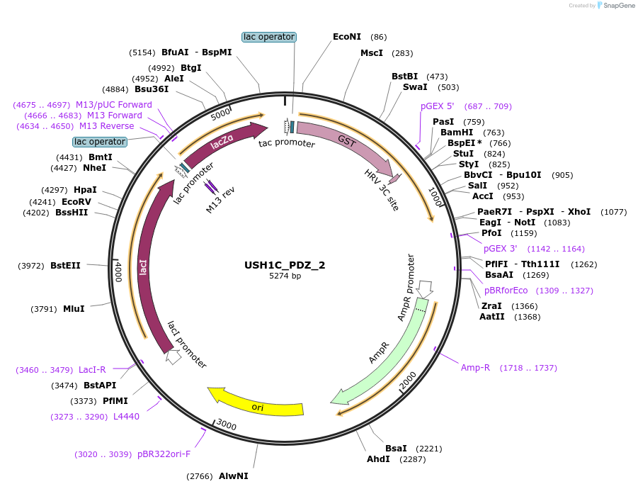103937-plasmid-map-sequence-id-200227