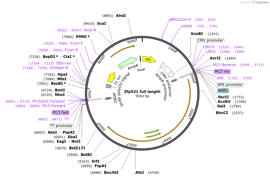 104189-plasmid-map-sequence-id-200230