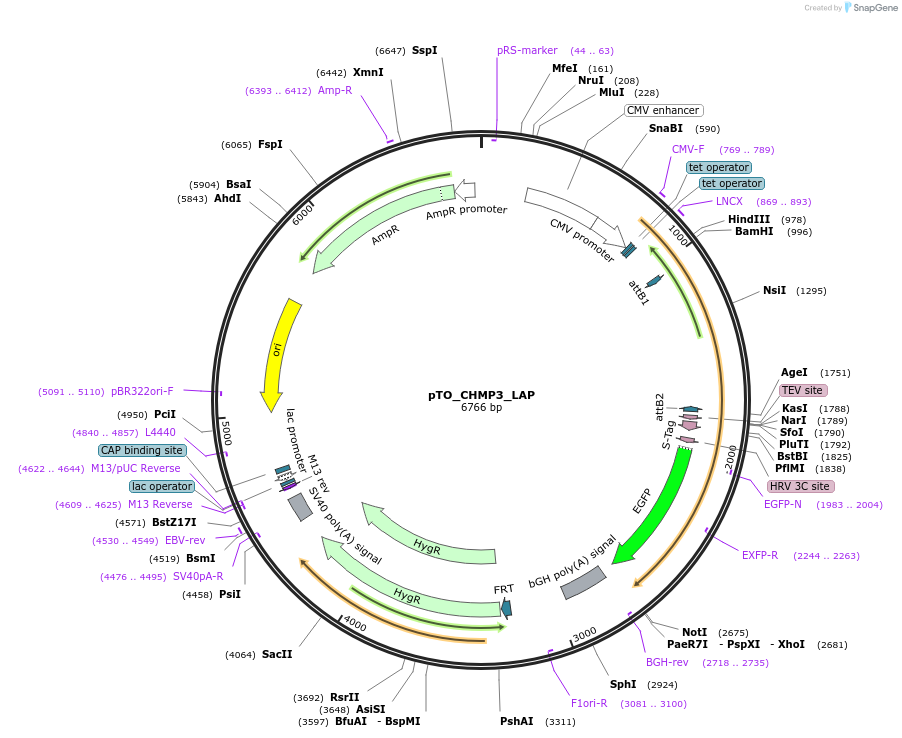 101849-plasmid-map-sequence-id-200249
