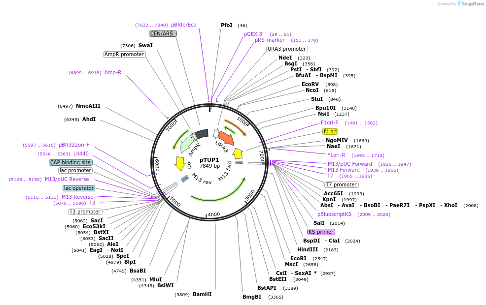 104341-plasmid-map-sequence-id-200254