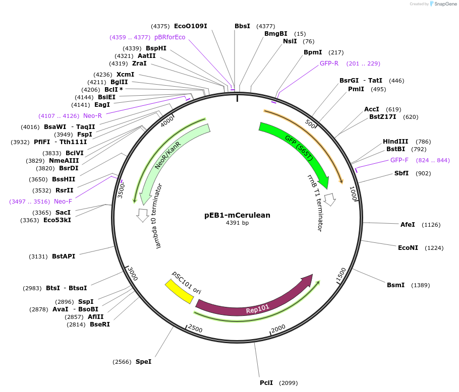 103968-plasmid-map-sequence-id-200257