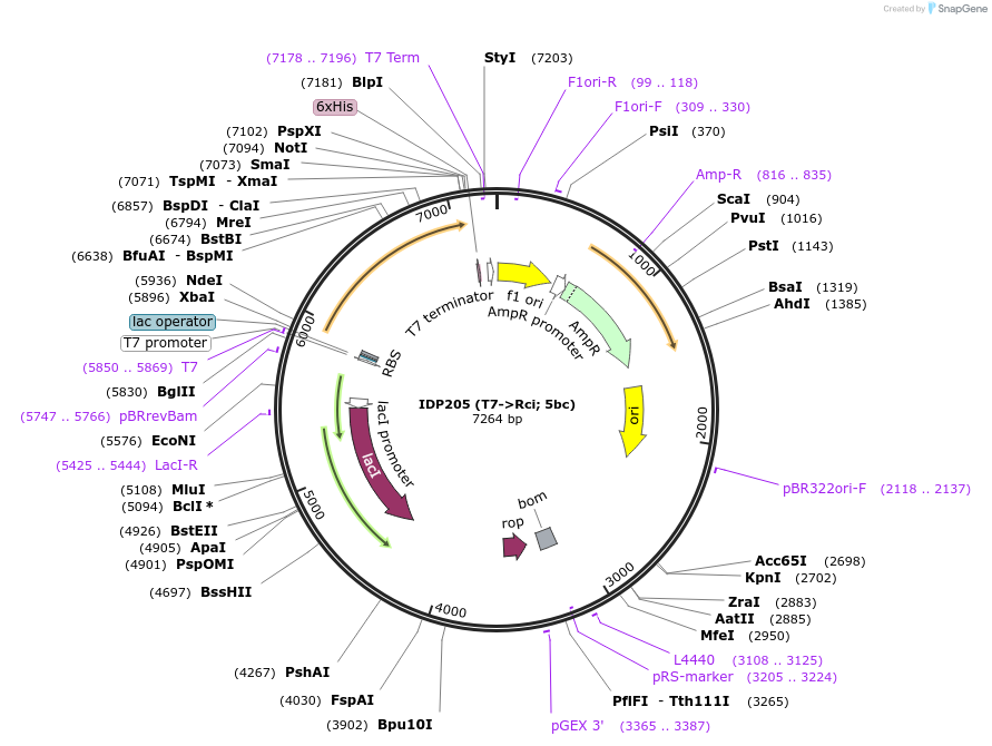 68834-plasmid-map-sequence-id-200259