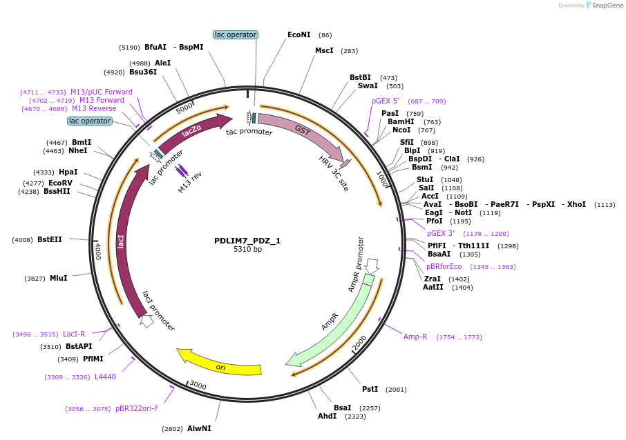 103940-plasmid-map-sequence-id-200268