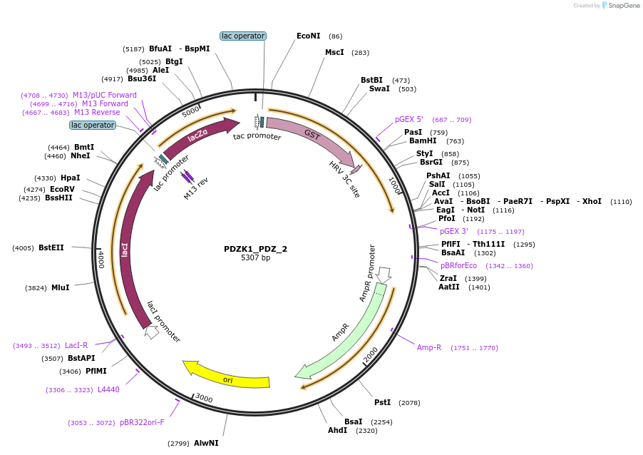 103943-plasmid-map-sequence-id-200272