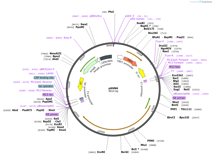 104340-plasmid-map-sequence-id-200284