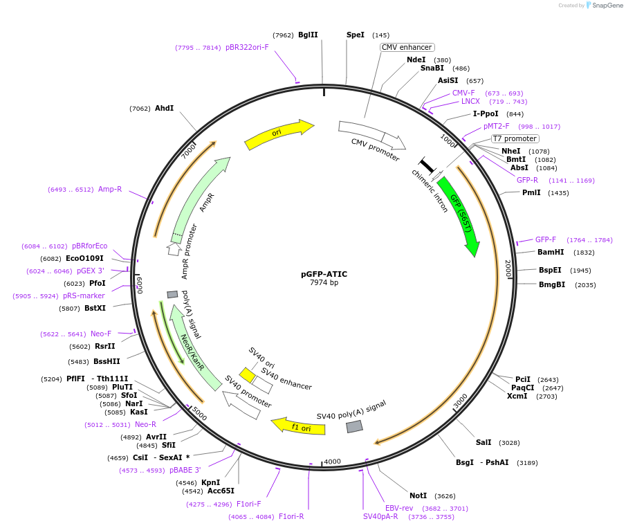 99110-plasmid-map-sequence-id-200295