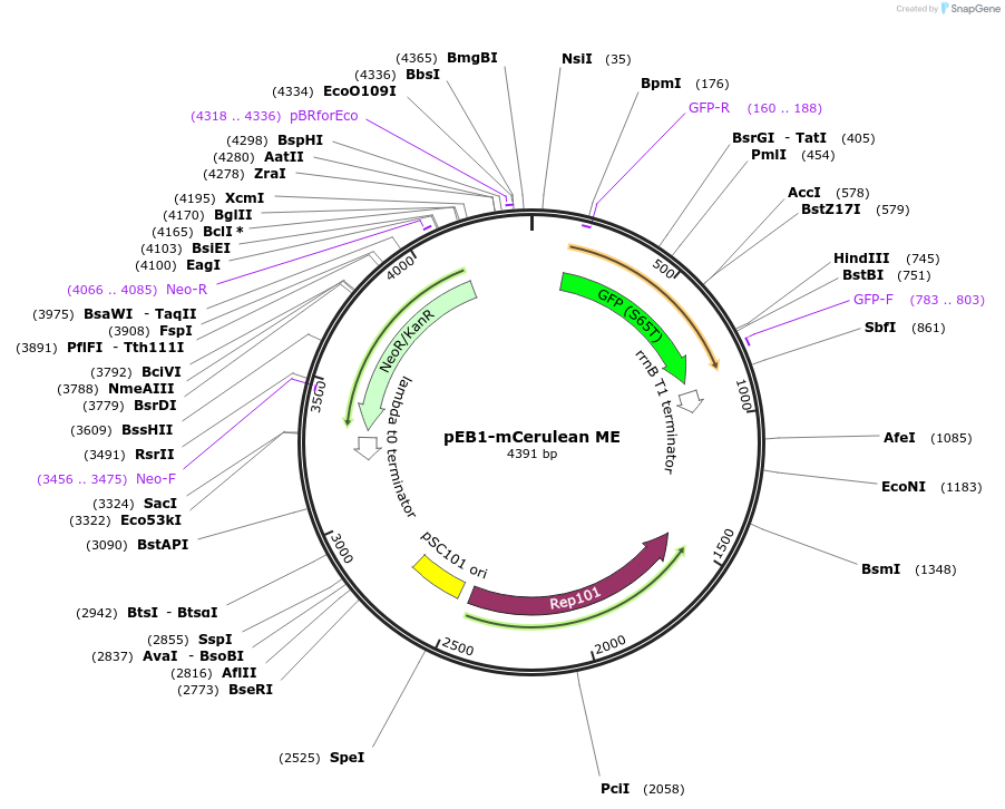 103971-plasmid-map-sequence-id-200299