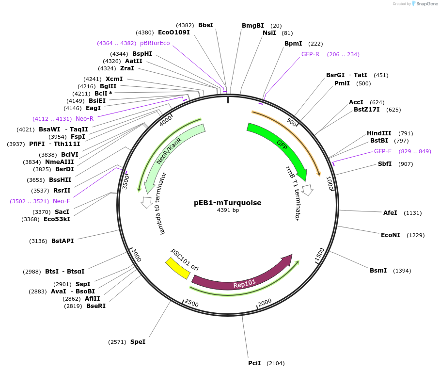 103972-plasmid-map-sequence-id-200301