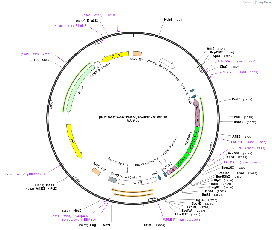 104495-plasmid-map-sequence-id-200303