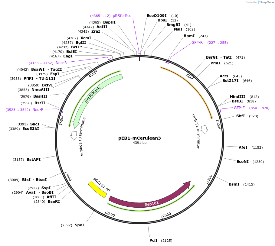 103973-plasmid-map-sequence-id-200306