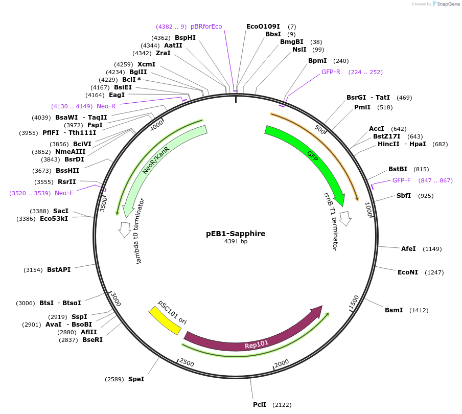 103976-plasmid-map-sequence-id-200310