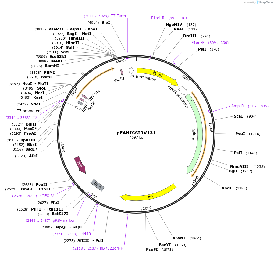 97053-plasmid-map-sequence-id-200313