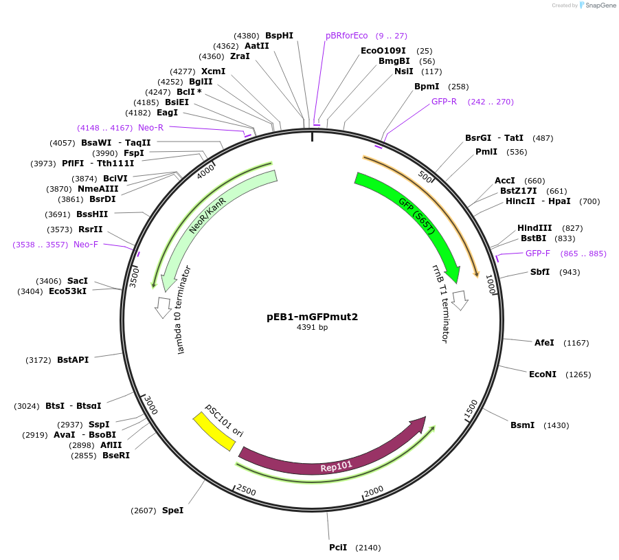 103980-plasmid-map-sequence-id-200315