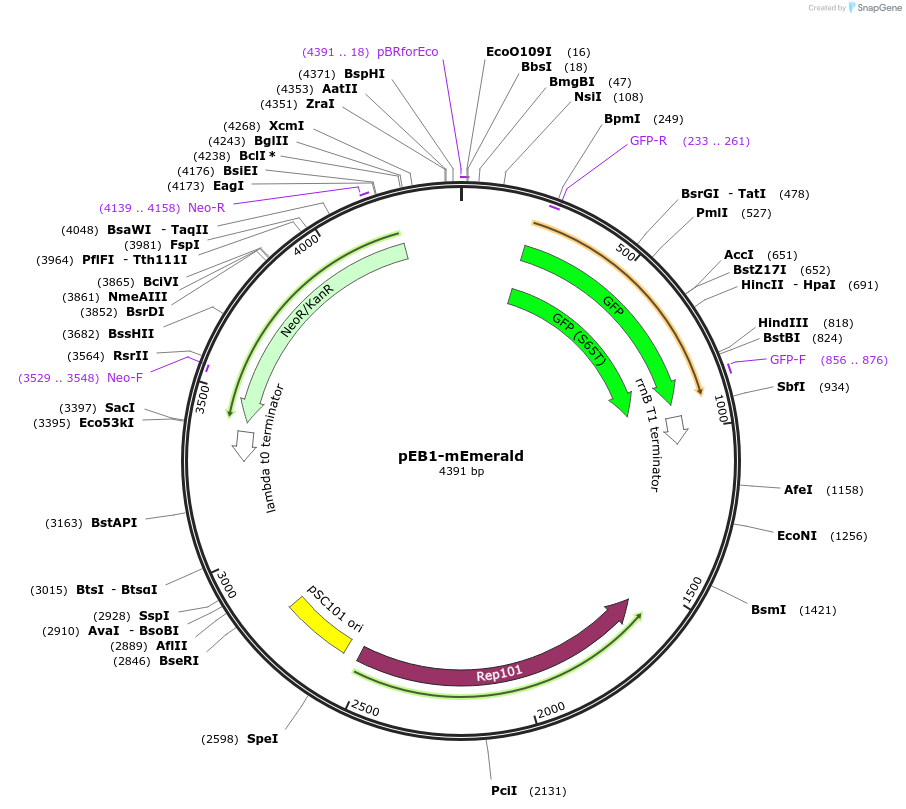 103982-plasmid-map-sequence-id-200318