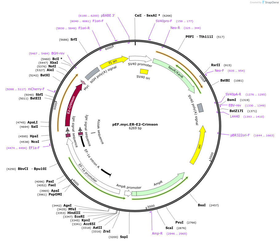 38770-plasmid-map-sequence-id-200379