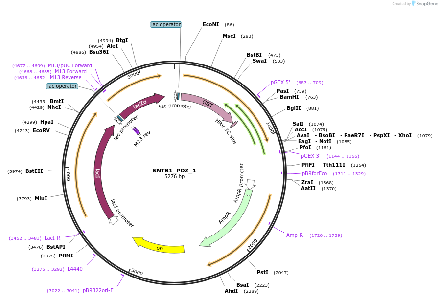 103951-plasmid-map-sequence-id-200391