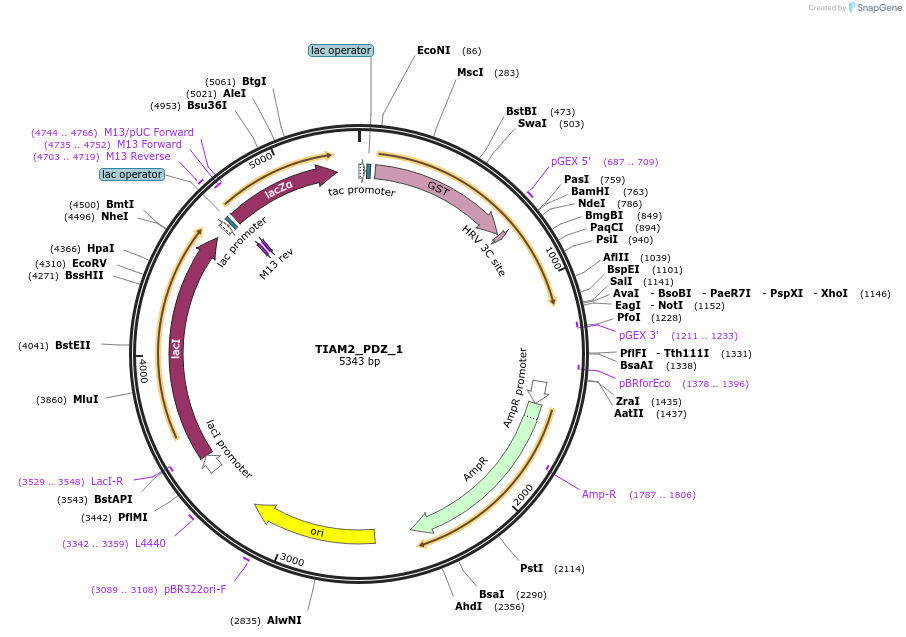 103952-plasmid-map-sequence-id-200392