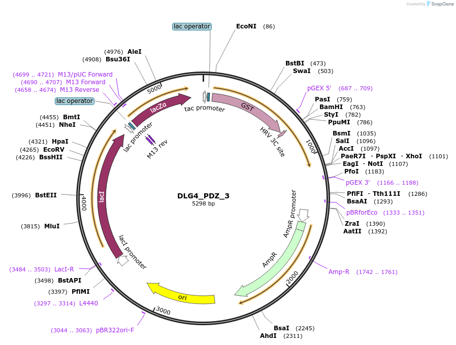 103953-plasmid-map-sequence-id-200412