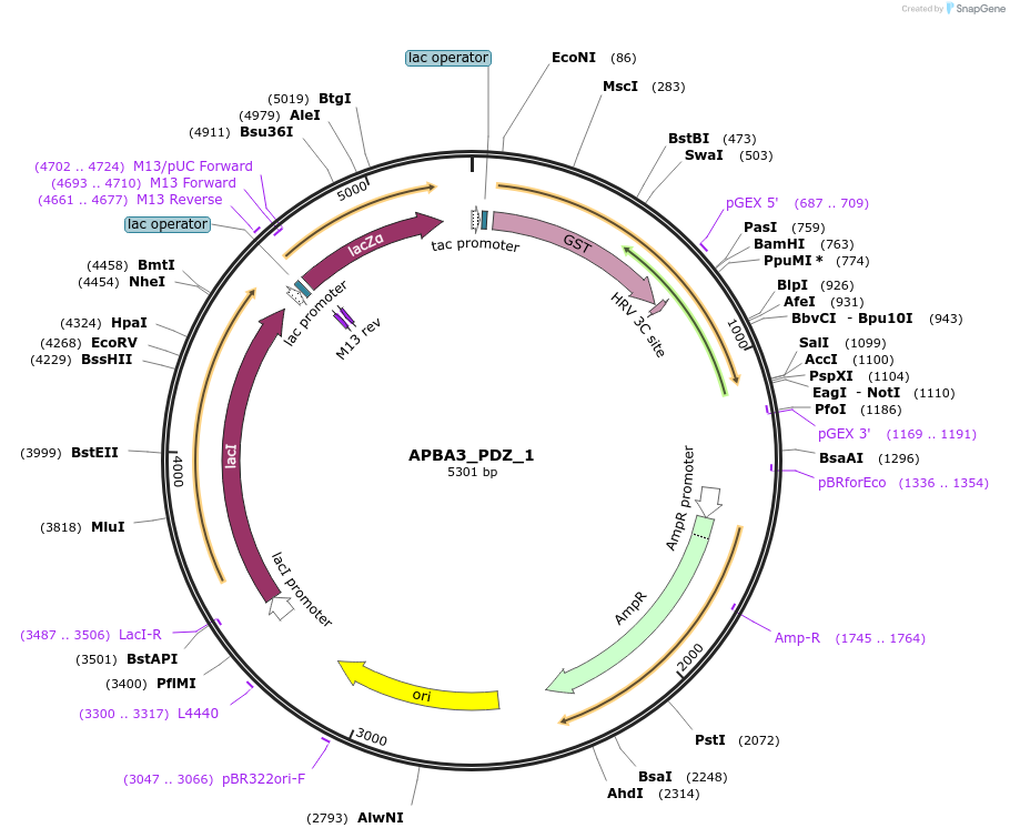 103956-plasmid-map-sequence-id-200414