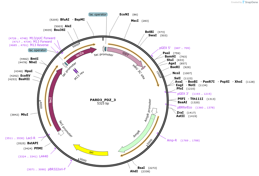 103959-plasmid-map-sequence-id-200421