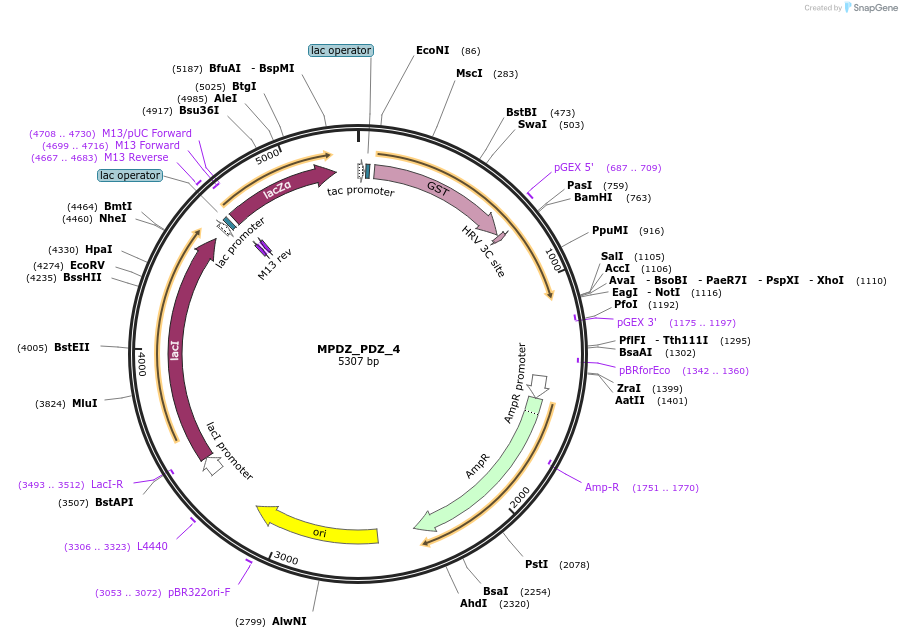 103888-plasmid-map-sequence-id-200422