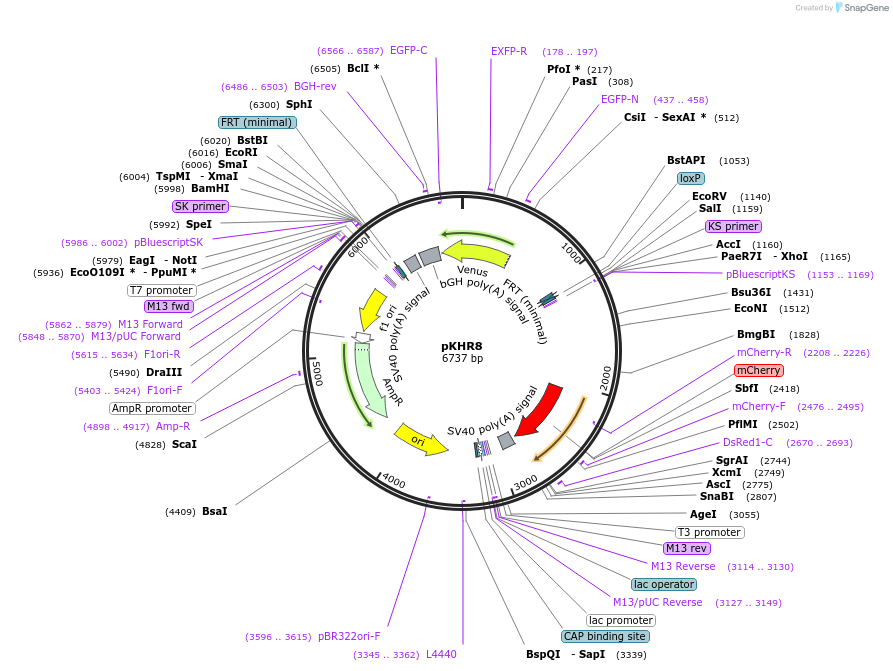 74625-plasmid-map-sequence-id-200444