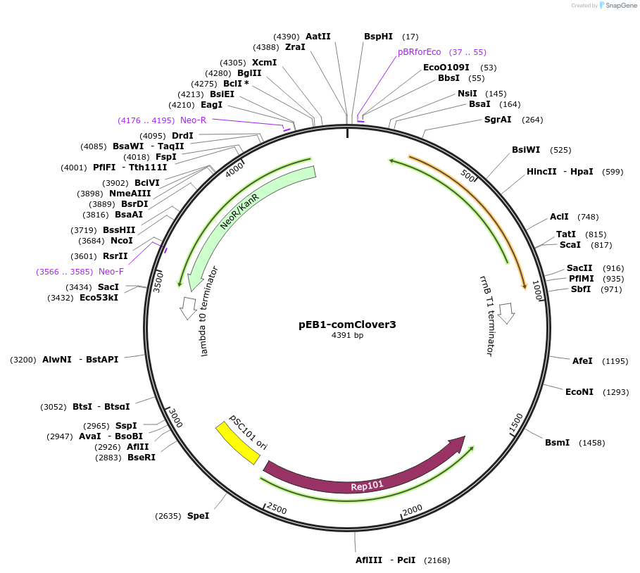 104023-plasmid-map-sequence-id-200455