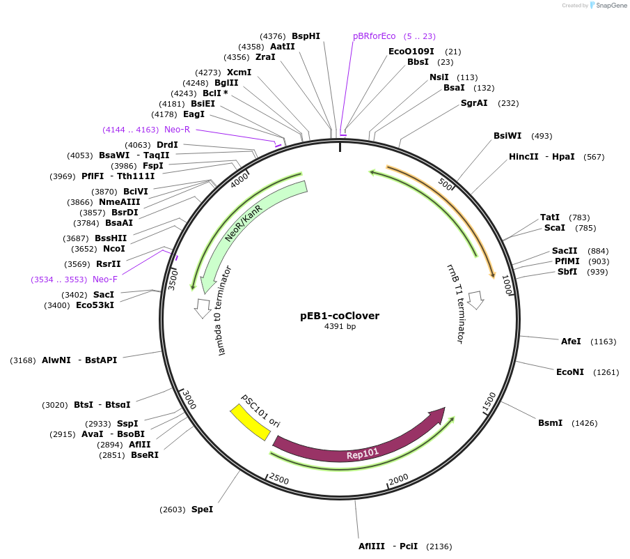 104022-plasmid-map-sequence-id-200456