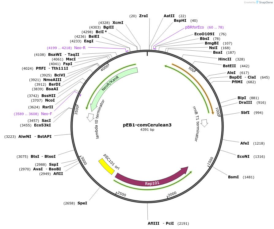 104017-plasmid-map-sequence-id-200465