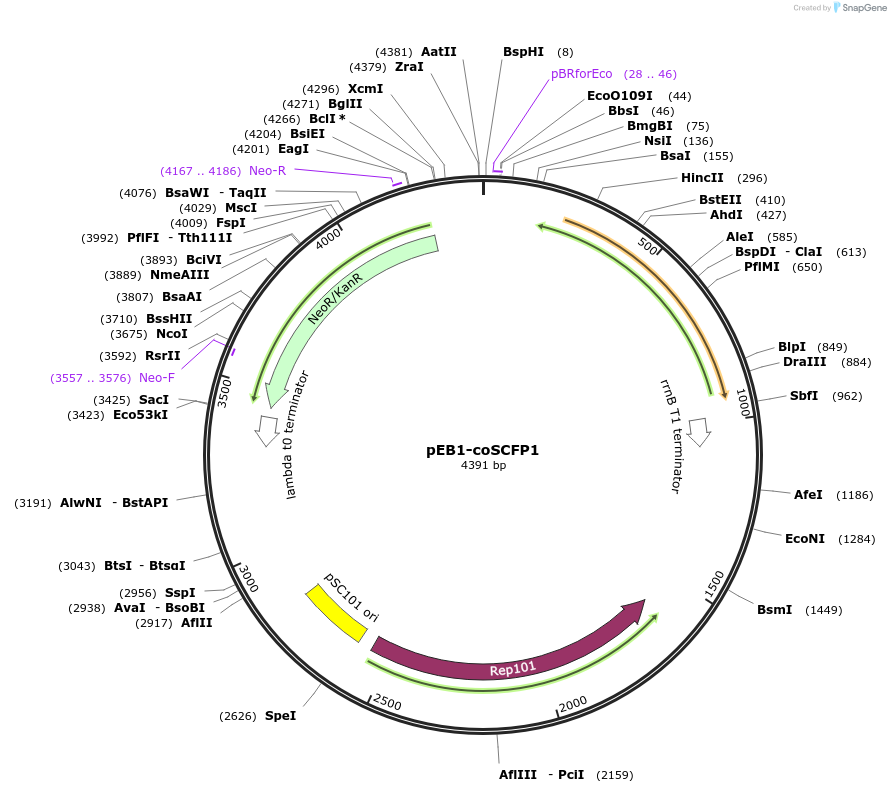 104014-plasmid-map-sequence-id-200467