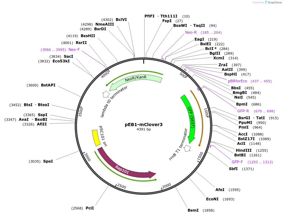 103994-plasmid-map-sequence-id-200469