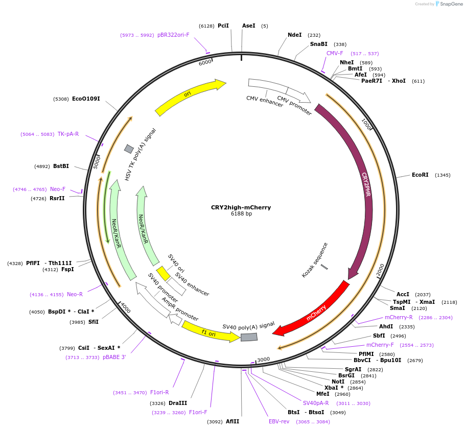 104063-plasmid-map-sequence-id-200470