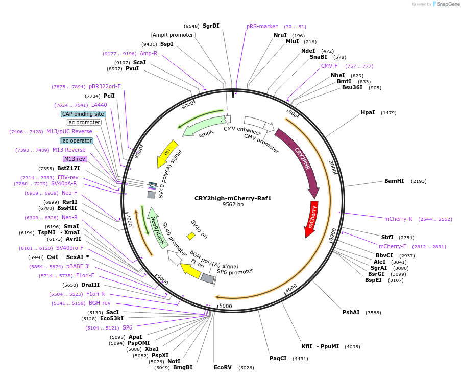 104064-plasmid-map-sequence-id-200471