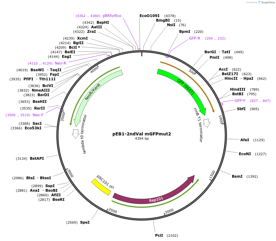 104033-plasmid-map-sequence-id-200474
