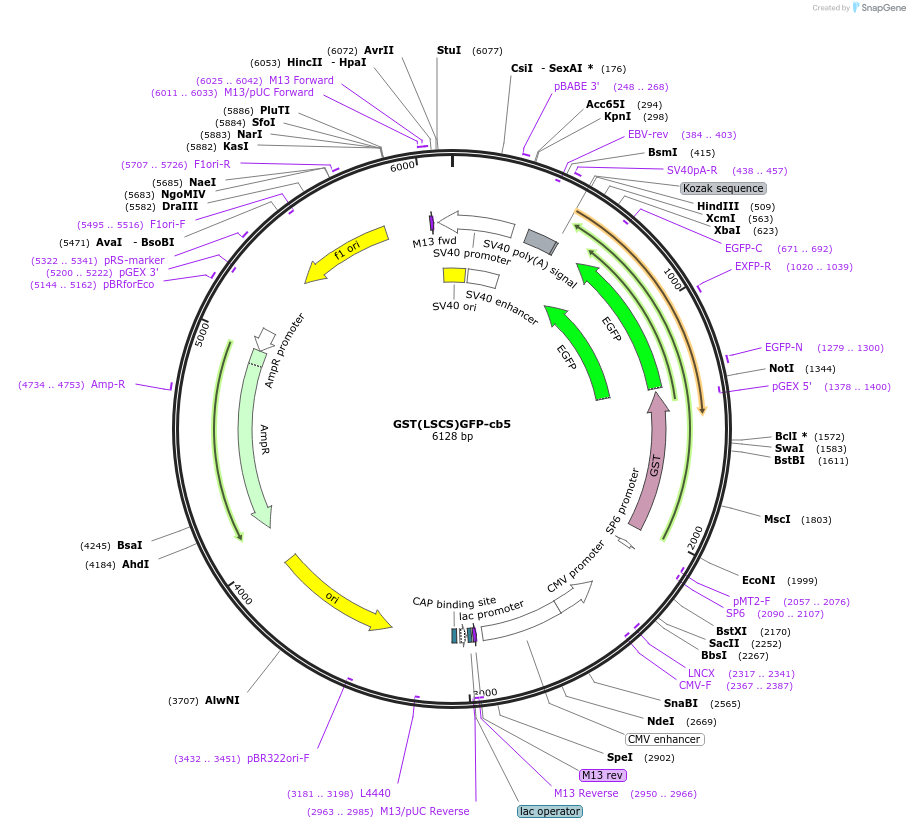 104453-plasmid-map-sequence-id-200480