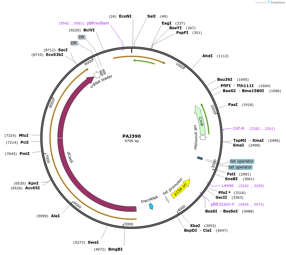 104148-plasmid-map-sequence-id-200482