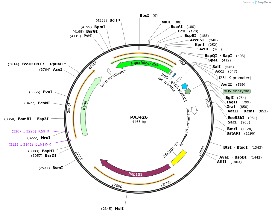 104145-plasmid-map-sequence-id-200483