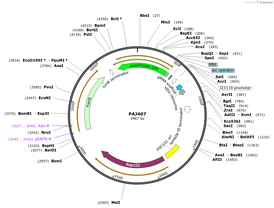 104144-plasmid-map-sequence-id-200486