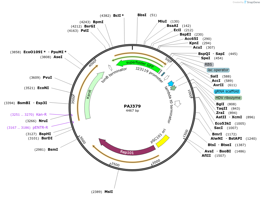 104143-plasmid-map-sequence-id-200487