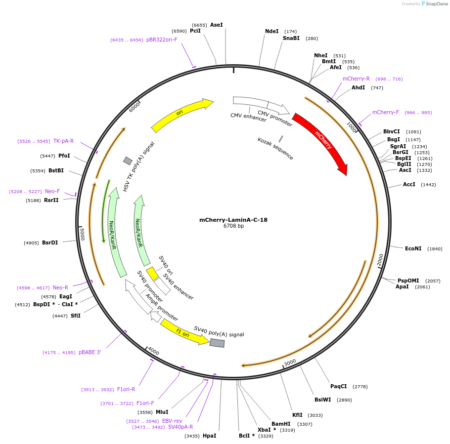 55068-plasmid-map-sequence-id-200503