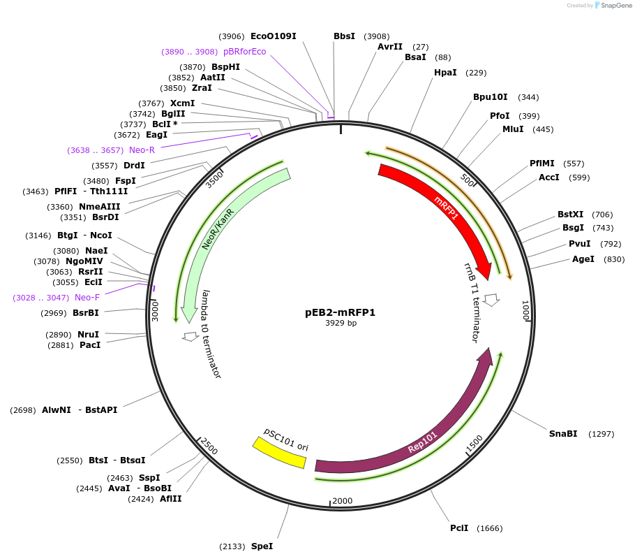 104001-plasmid-map-sequence-id-200518