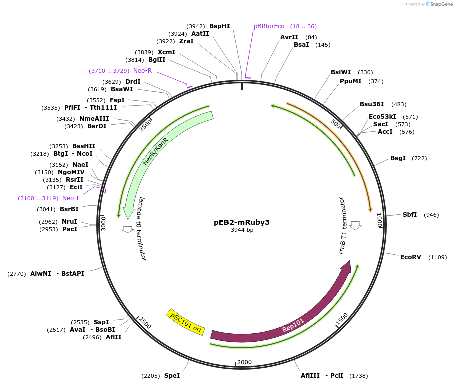 104004-plasmid-map-sequence-id-200521