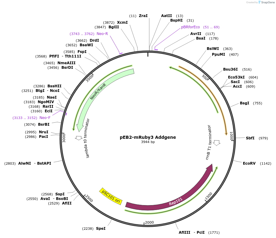 104005-plasmid-map-sequence-id-200522