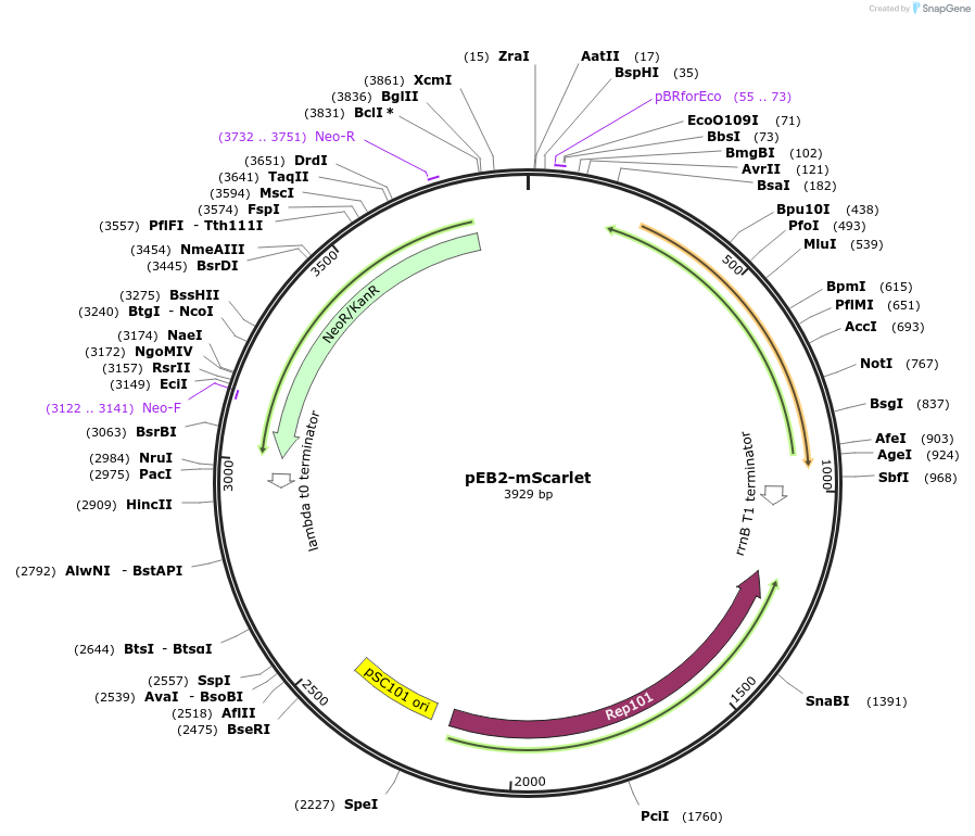 104006-plasmid-map-sequence-id-200523