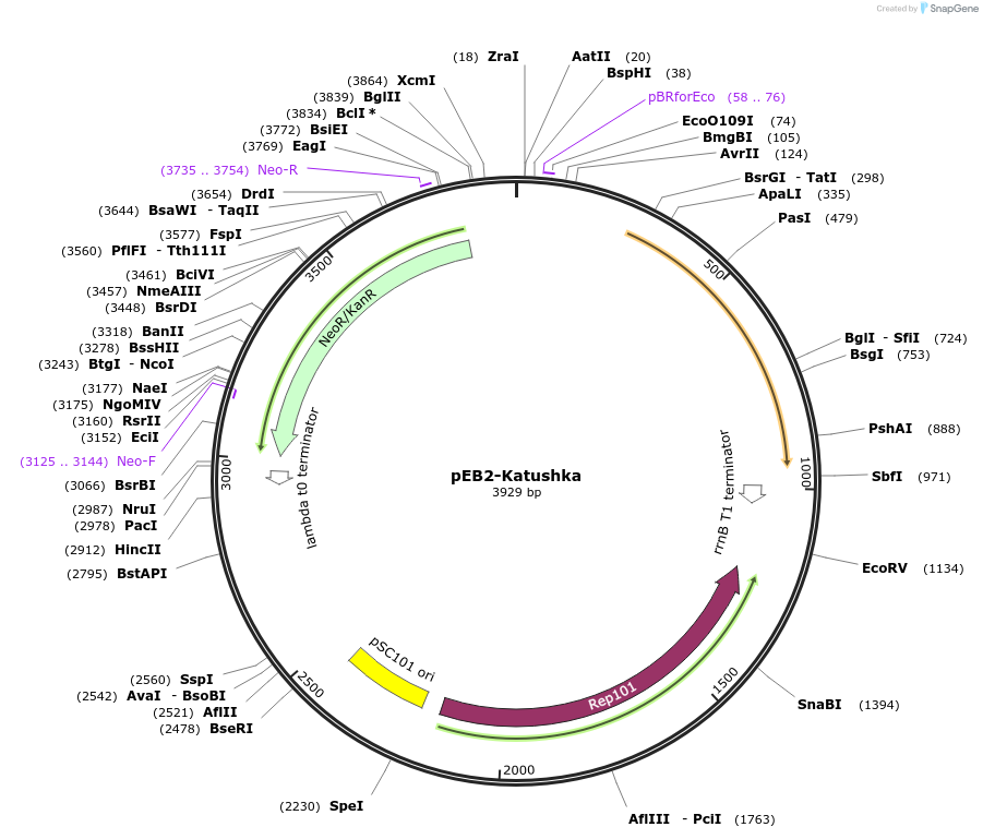 104008-plasmid-map-sequence-id-200529
