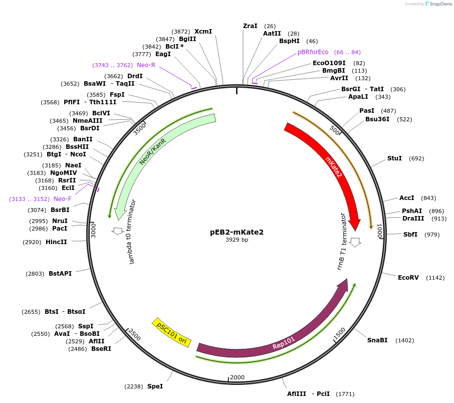 104009-plasmid-map-sequence-id-200532
