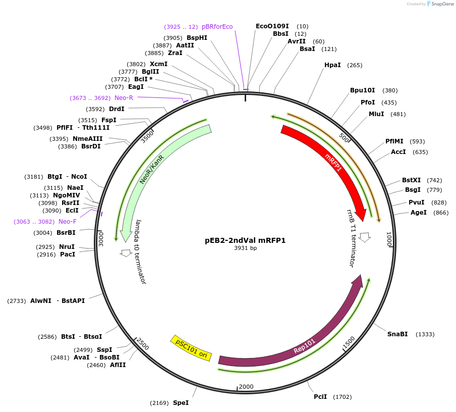 104025-plasmid-map-sequence-id-200534
